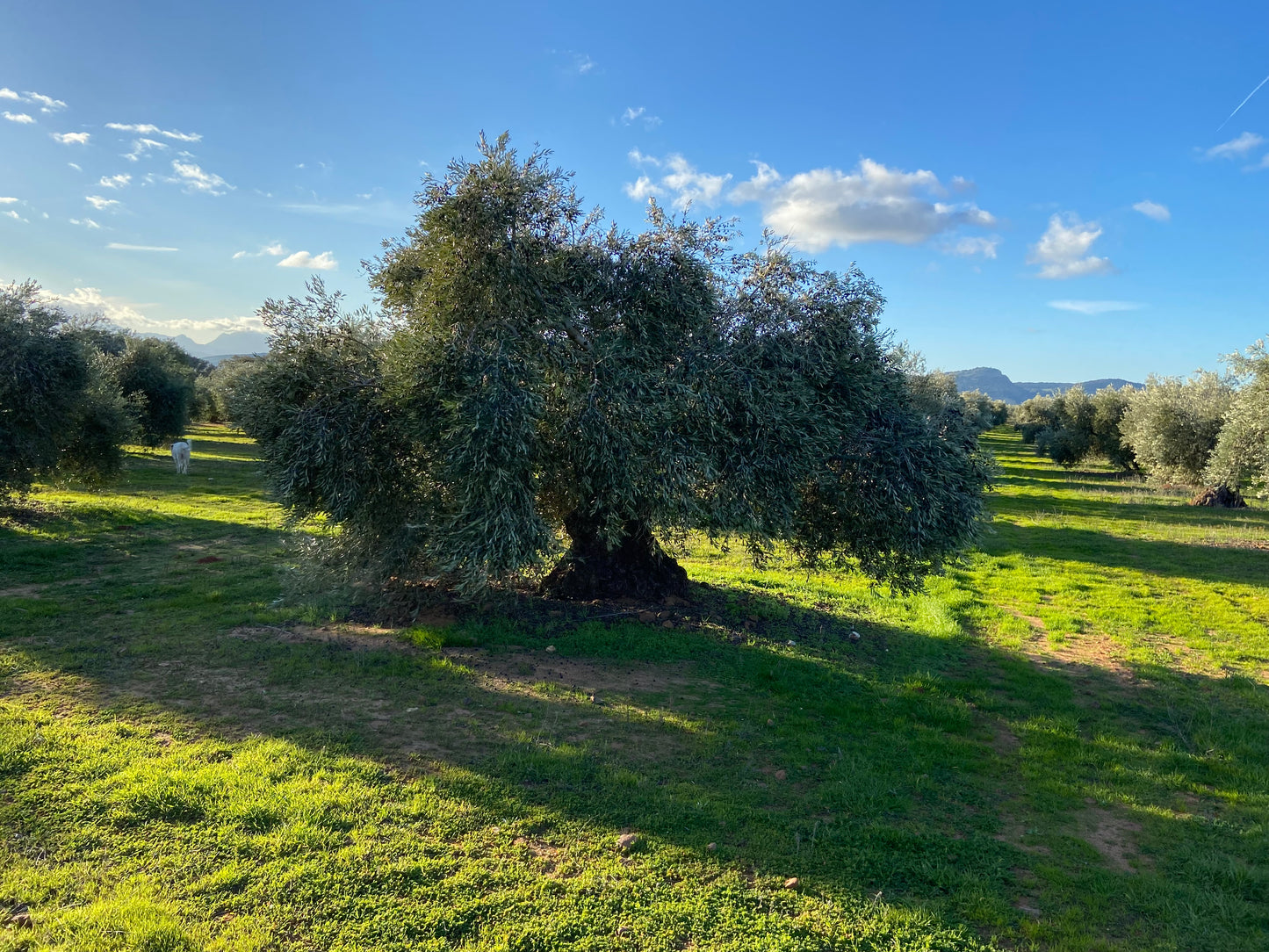 AOVE Ecológico Coupage Variedades Picual Lechín y Hojiblanco 5 L