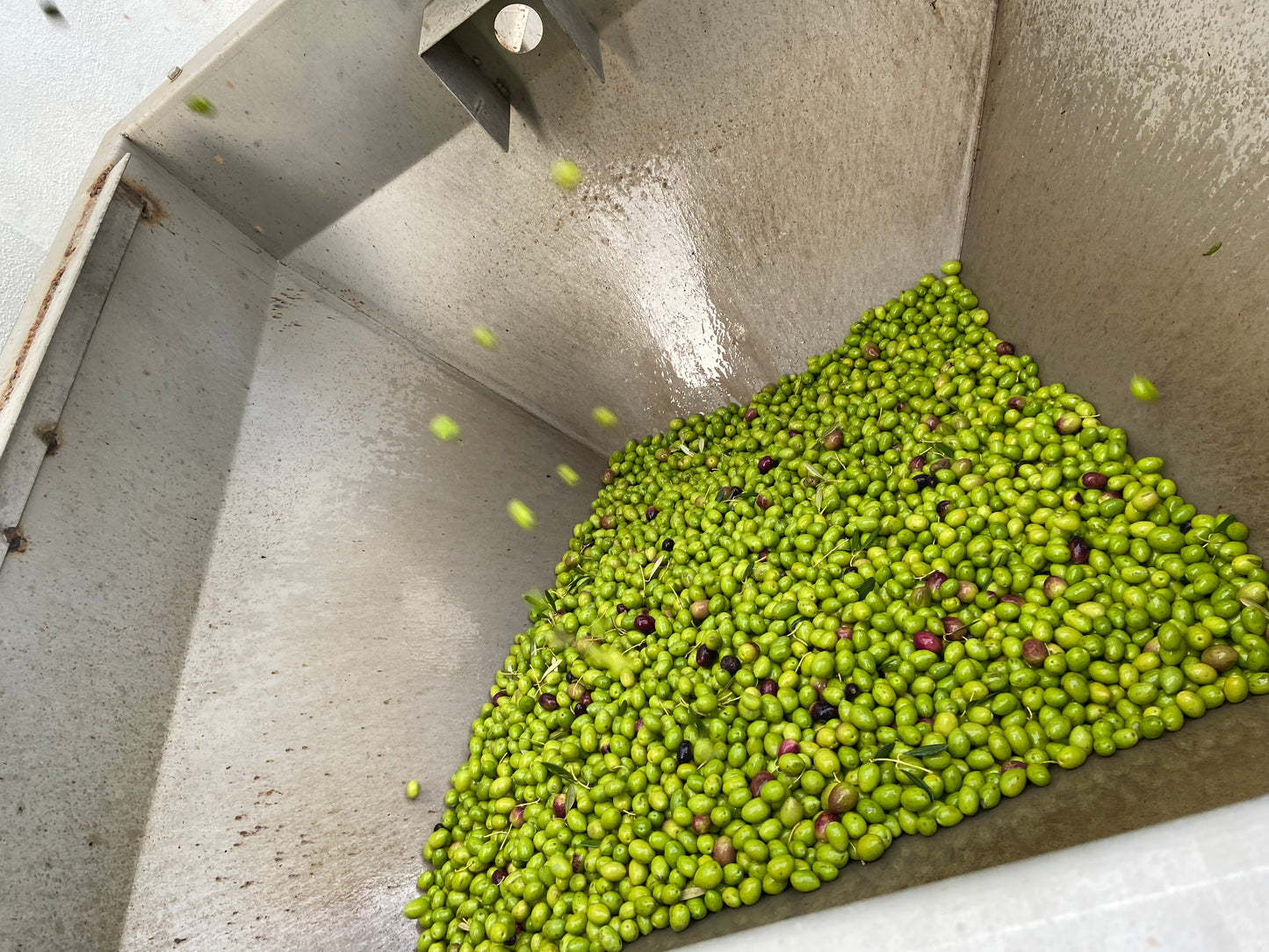 AOVE Ecológico Coupage Variedades Picual Lechín y Hojiblanco 5 L