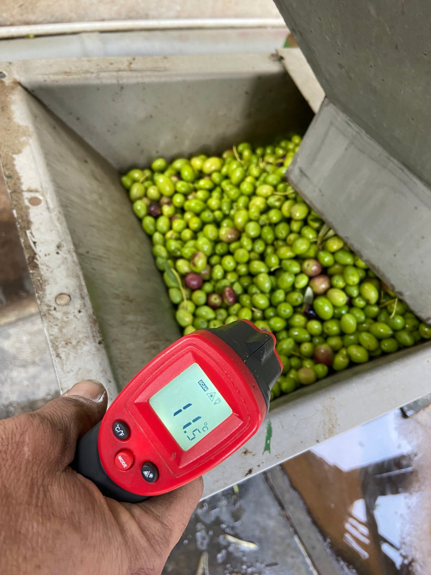 AOVE Ecológico Coupage Variedades Picual Lechín y Hojiblanco 5 L